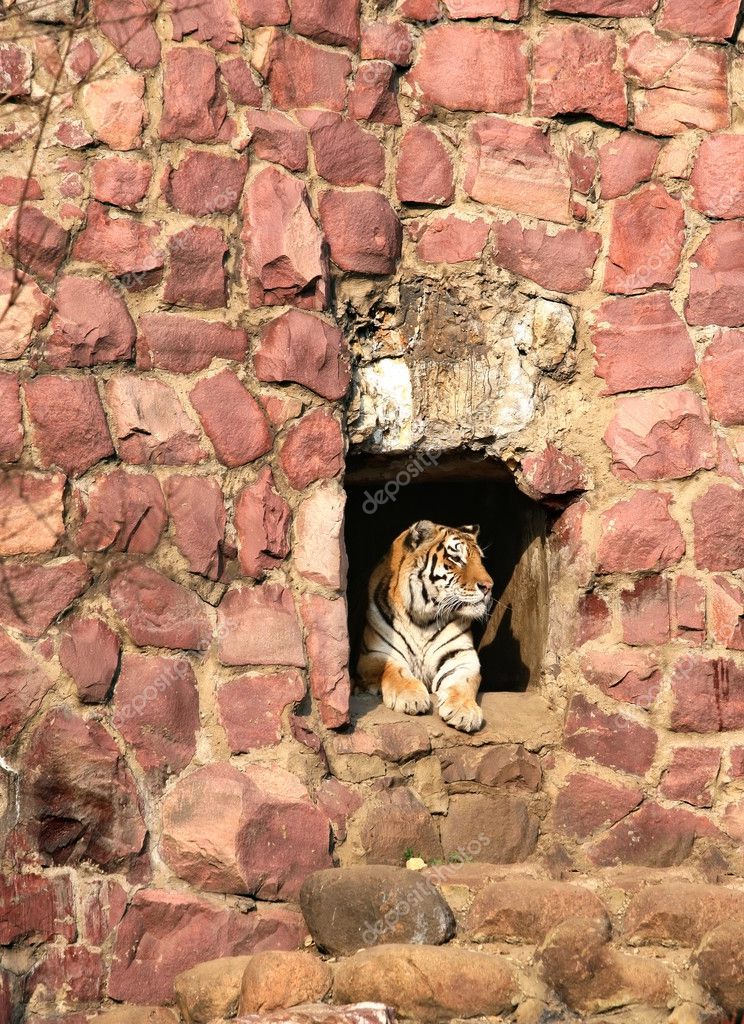 tiger cave ten скачать