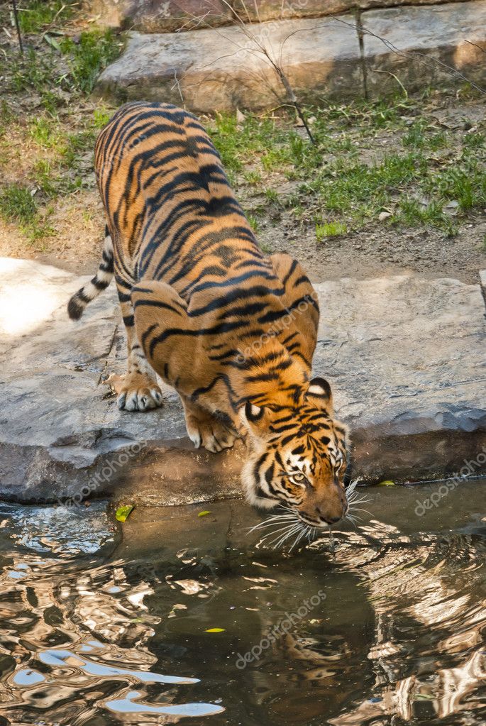 drinking tiger
