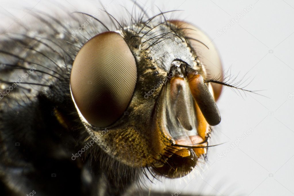 Extreme close up of house fly — Stock Photo © gewoldi 6597523