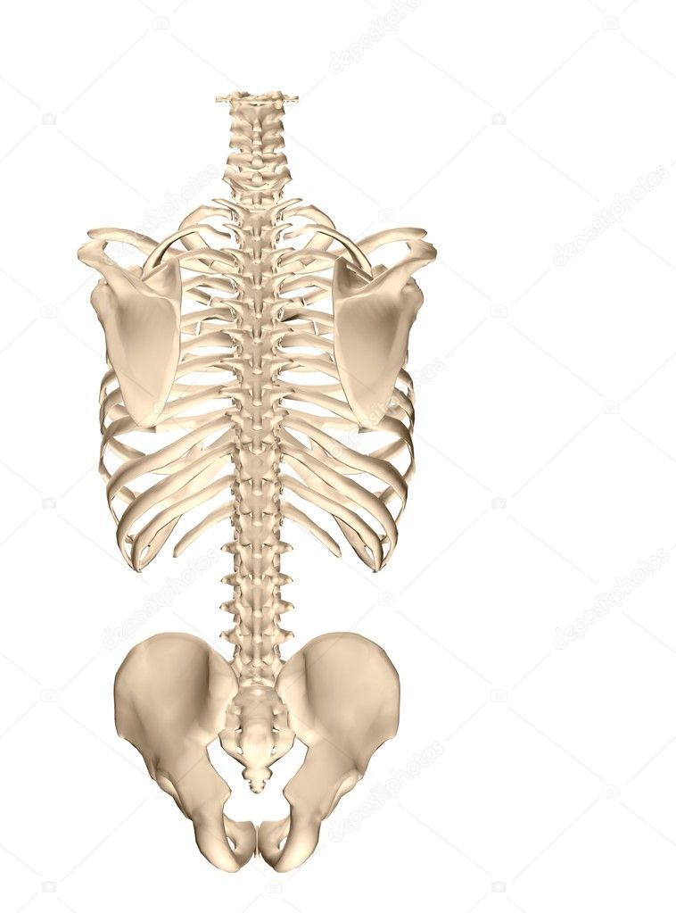 human skeleton back