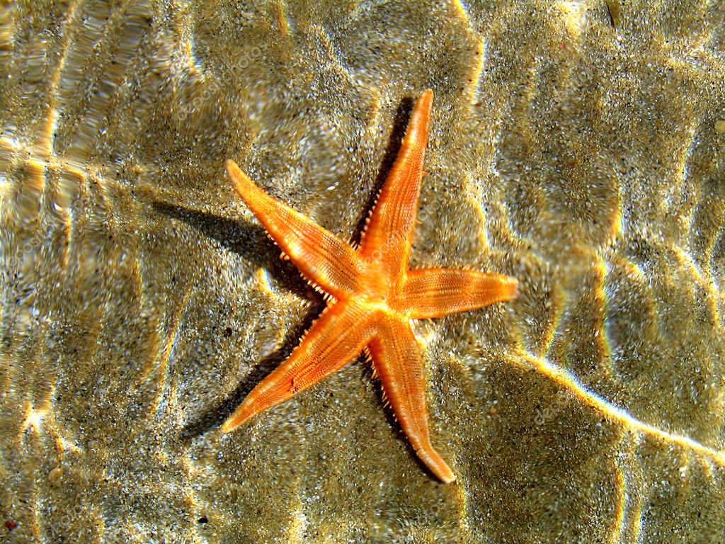 A Starfish In Shallow Water Stock Photo Daliadalia 6652630