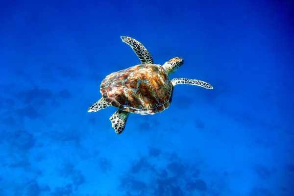Swimming green sea turtle