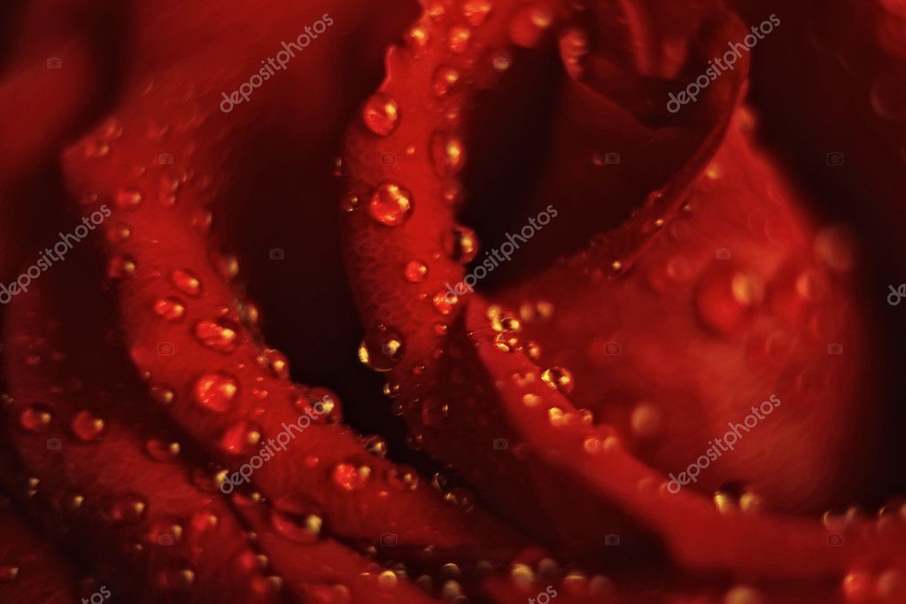 Dew Rose
