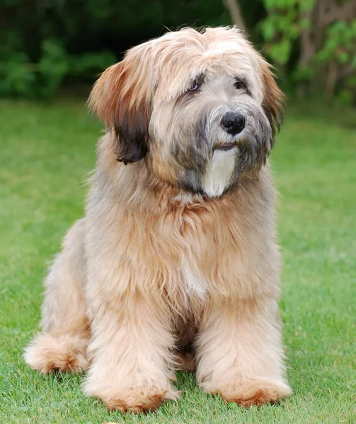Tibetan terrier dog — Stock Image #6387339 Tibetan terrier dog — Stock Image #6387339