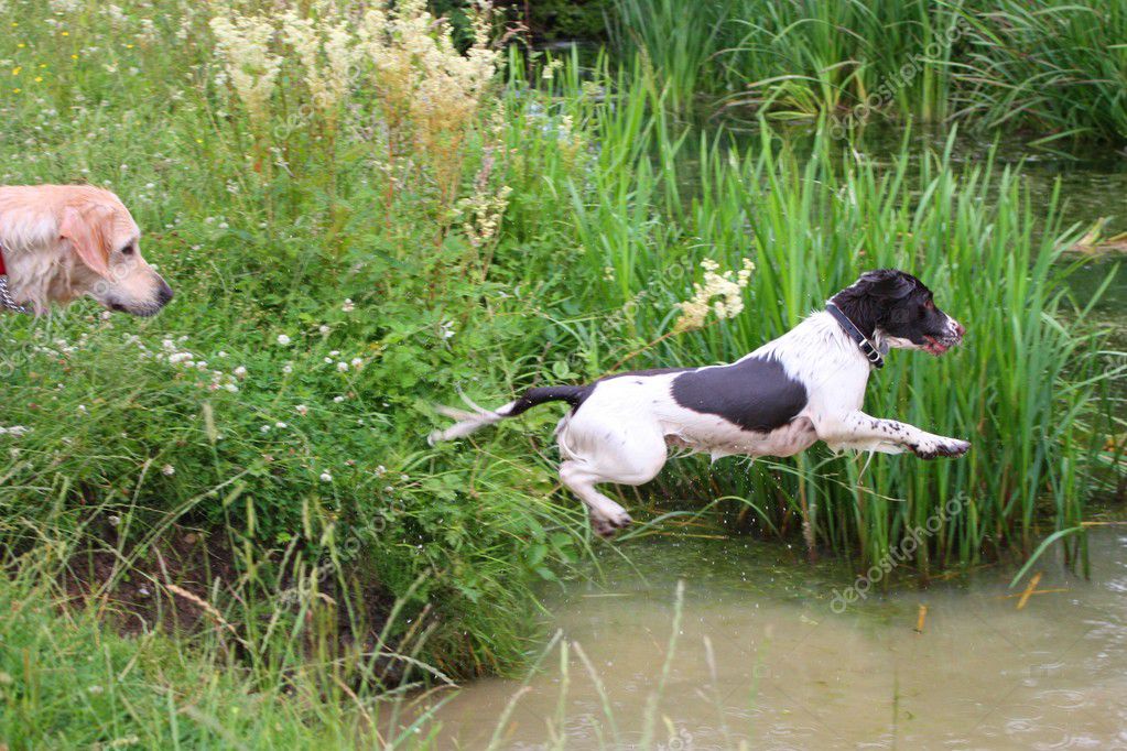 working spaniel