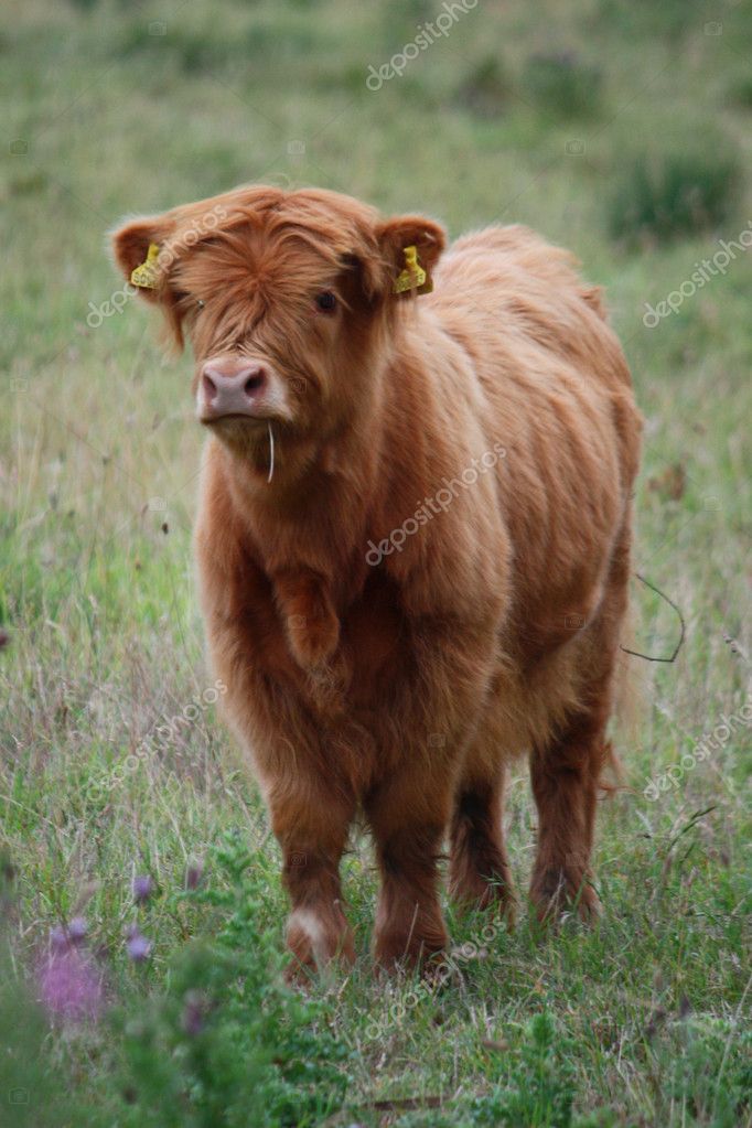 Long Haired Cow