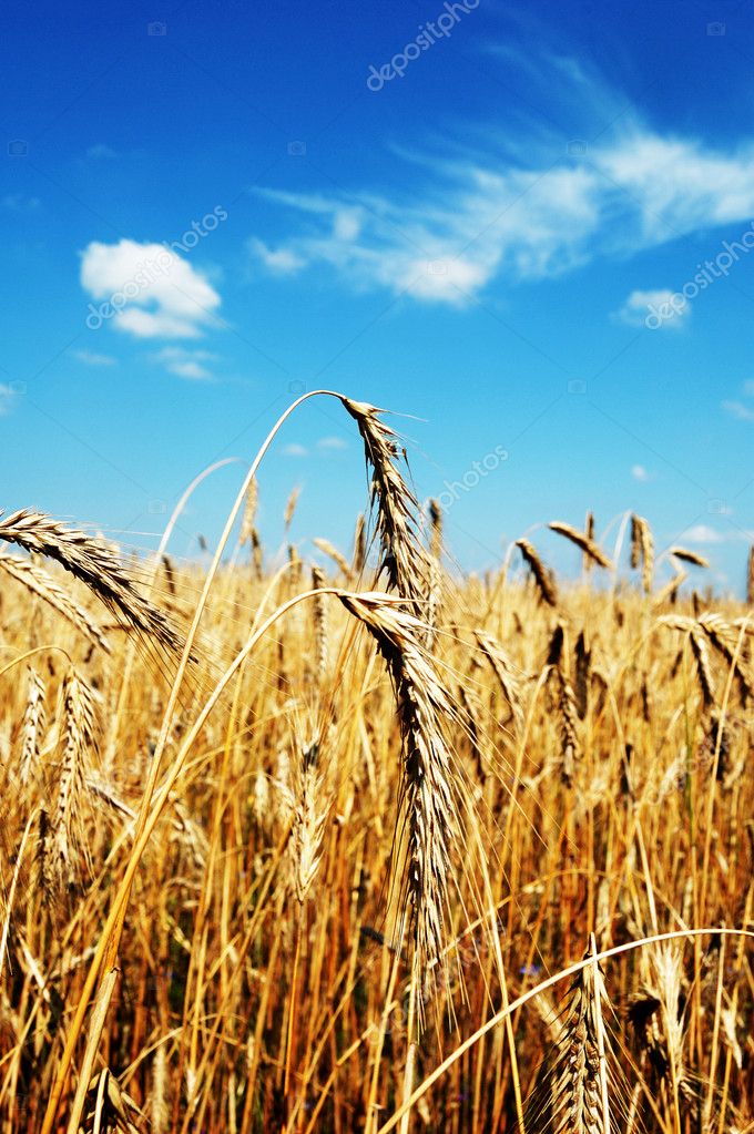  пшеничных полей
