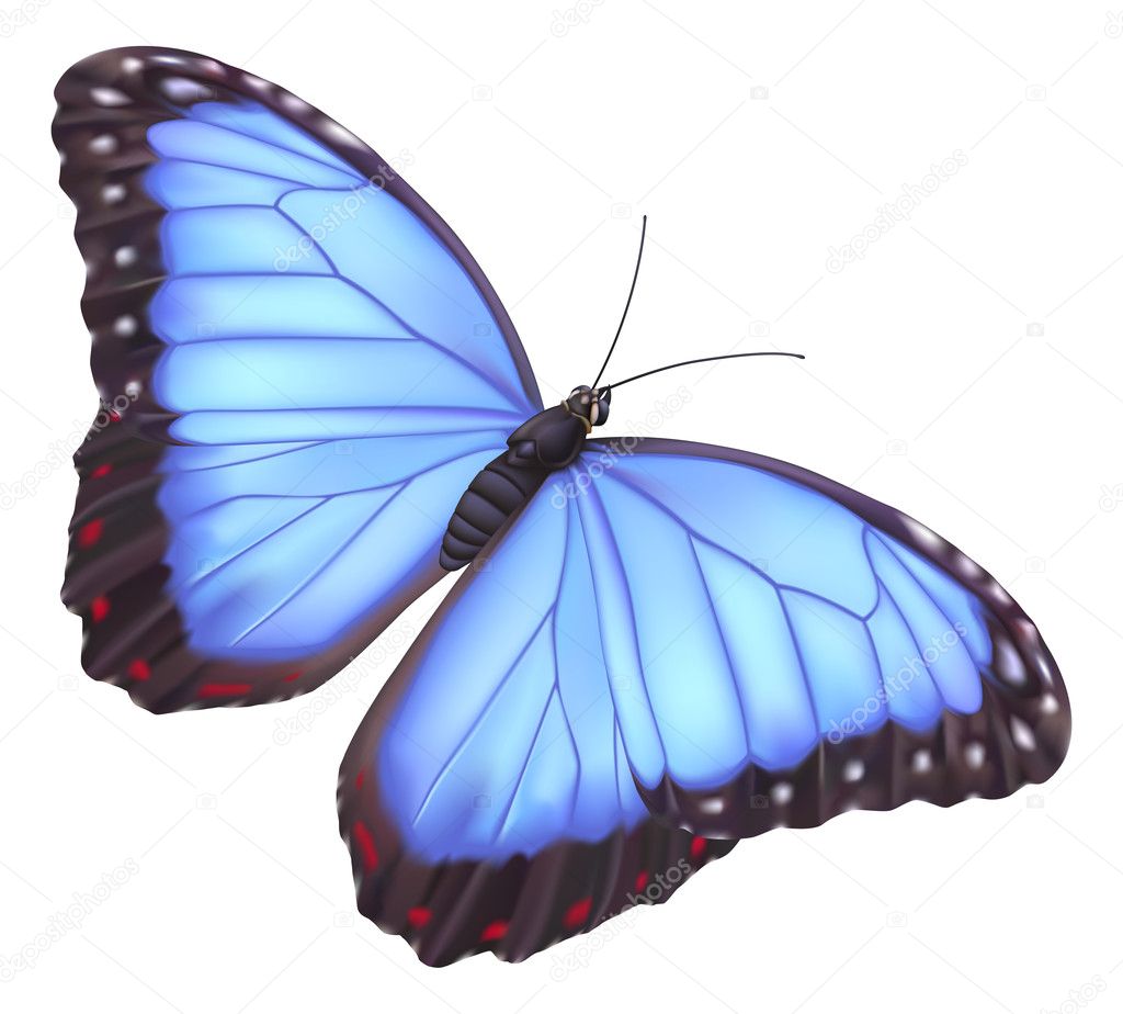 Blue Morpho Butterflies