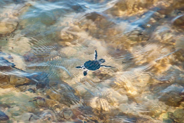 Turtle Hatchling Escaping Into The Ocean