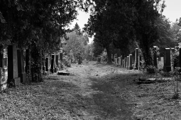 Endless untended cemetery