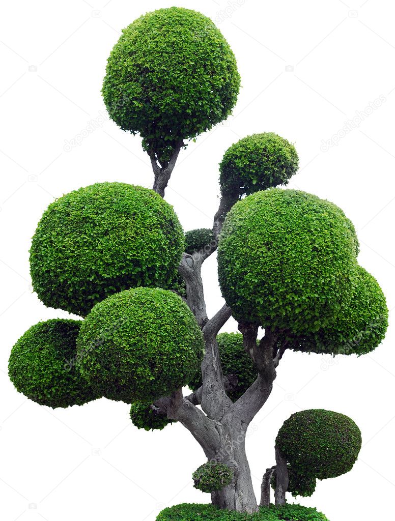 White Background Tree