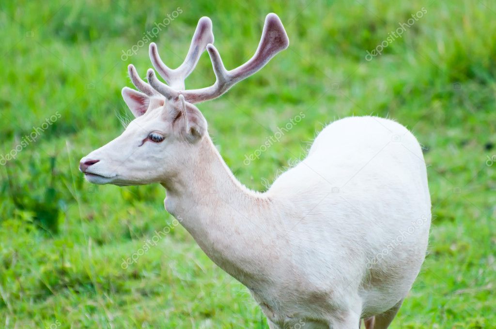 White Fallow Deer — Stock Photo © Johnnydevil 6732442