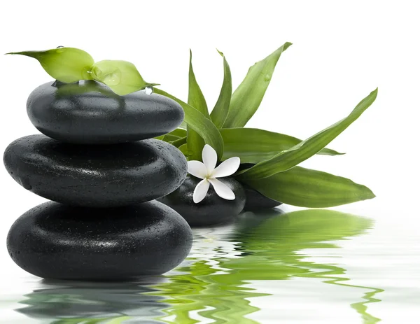 Zen stones with leaves and white flower in water