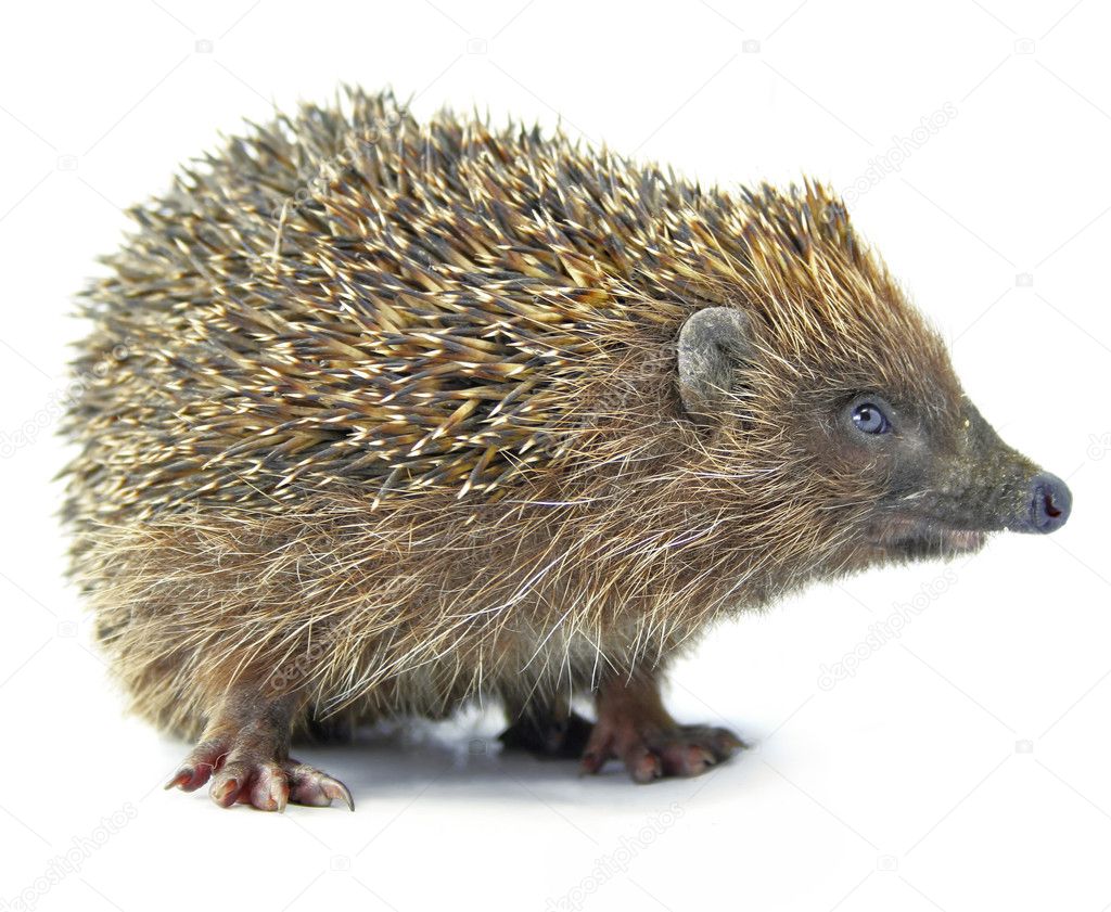 Hedgehog Animal