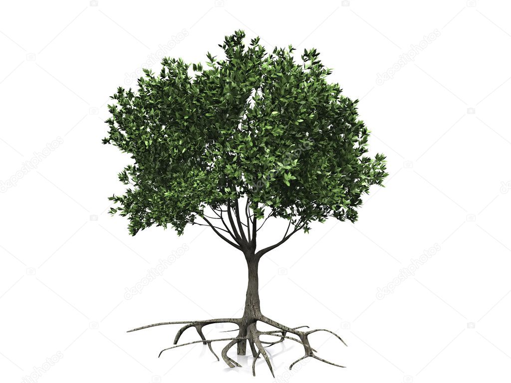 Live Tree