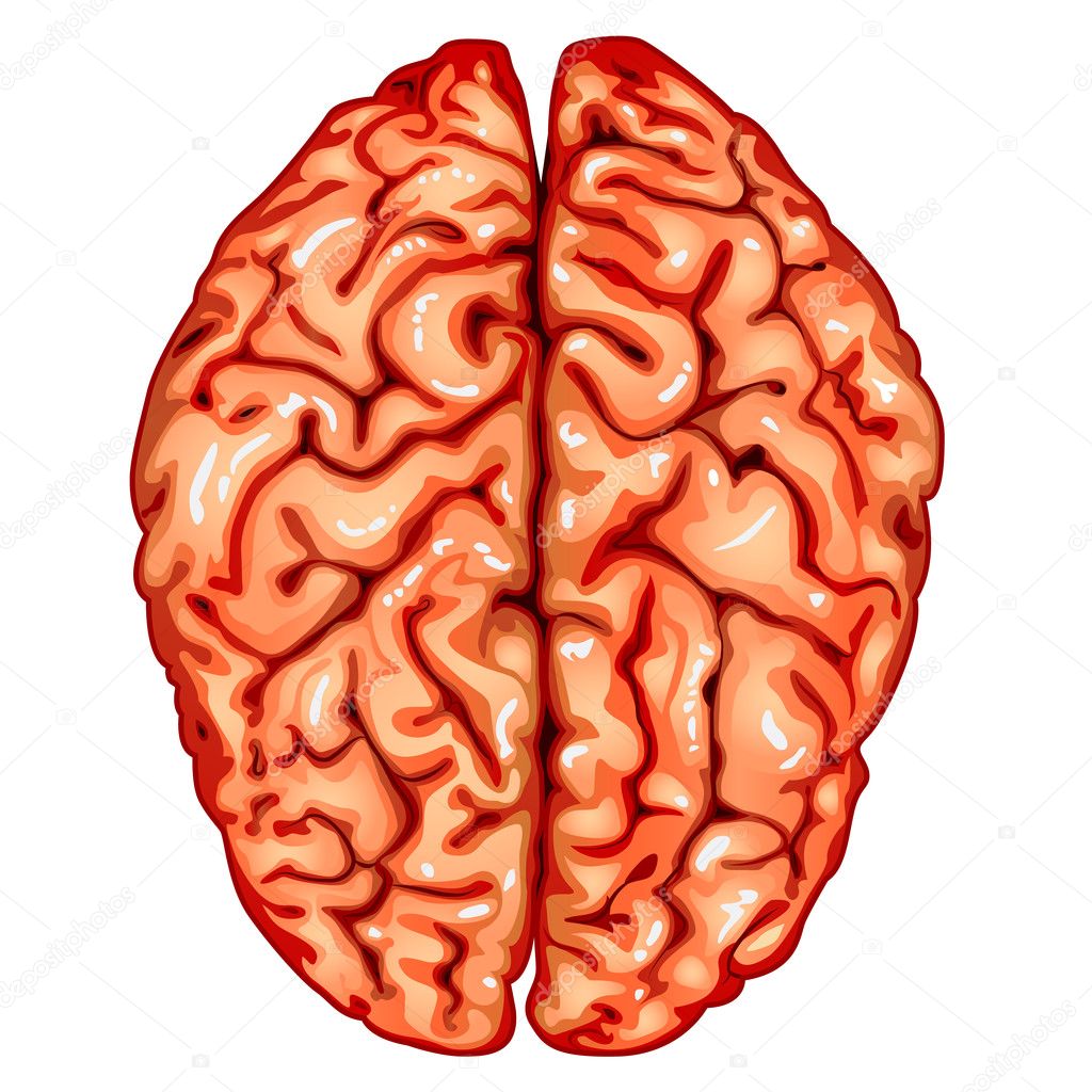 human body brain