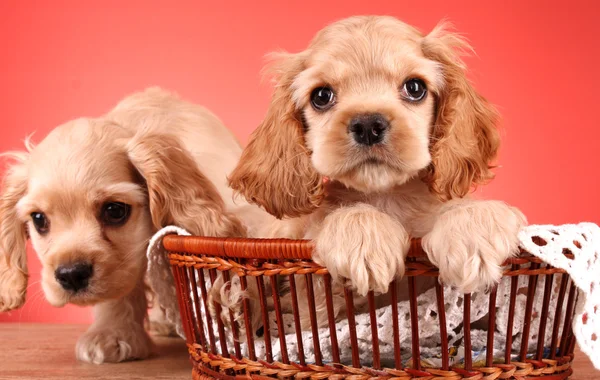 Puppies cocker spaniel on a red background