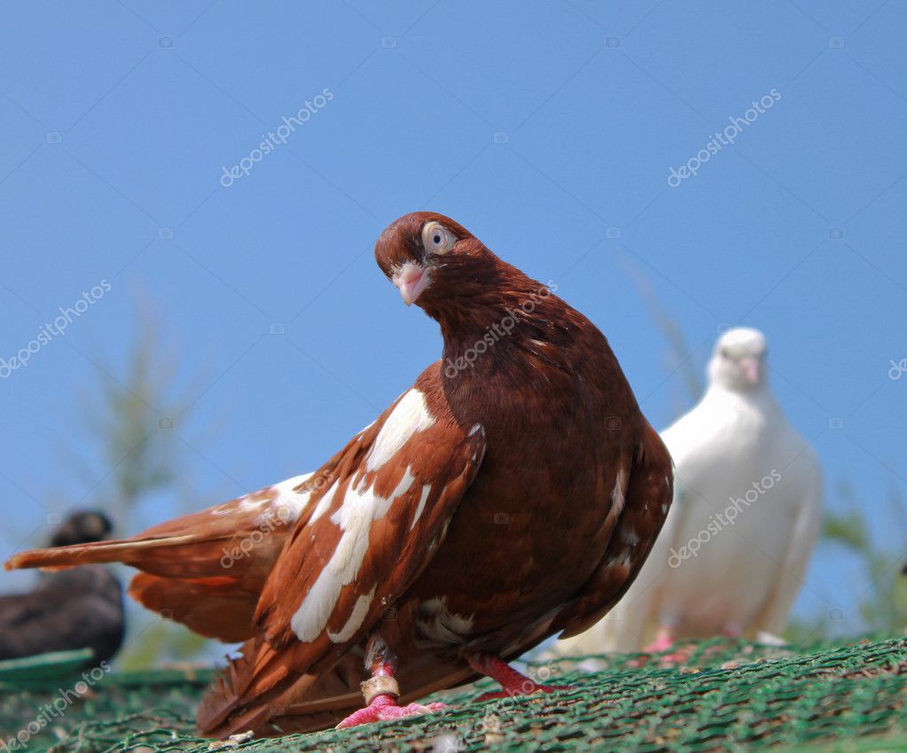 Beautiful Pigeon