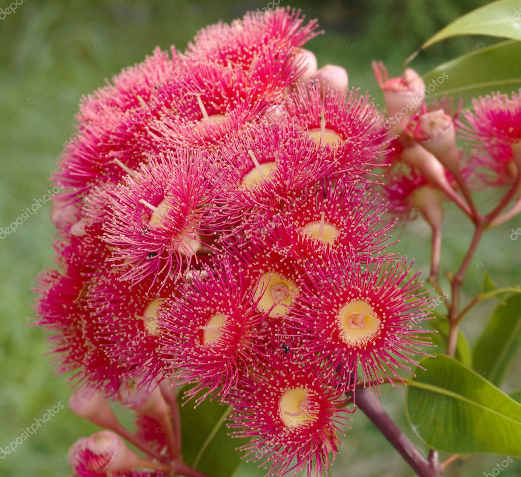 Australian Plant Images