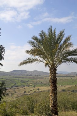 Spring in Galilee hills.Israel. clipart