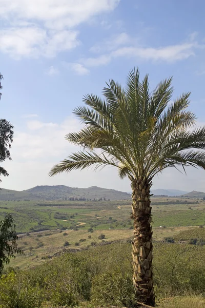 Spring in Galilee hills.Israel. — Stock Photo, Image