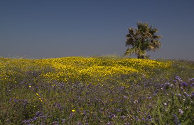 Bahar field.spring İsrail'in ekilmemiş çiçekler.