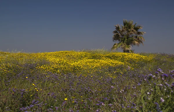 Uncultivated flowers in the spring field.Spring in Israel. — Stock Photo, Image