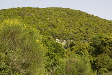 View to Mount Meron in spring.Peak trail,Israel clipart