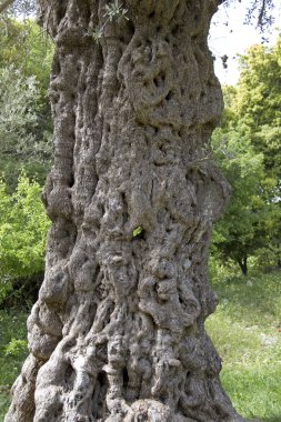 garip kabuğu şeklinde çok eski zeytin ağacı .
