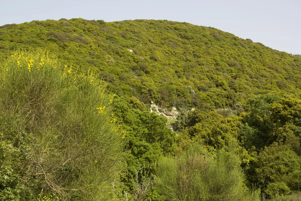 Vista para o Monte Meron na primavera. Peak trail, Israel — Fotografia de Stock