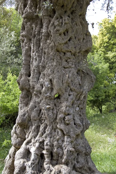 Sehr alter Olivenbaum mit seltsamer Rindenform . — Stockfoto