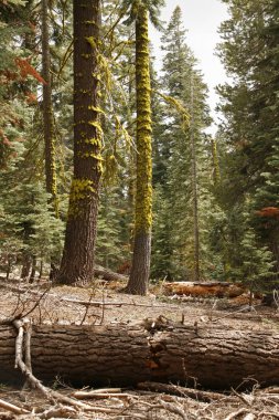 Yosemite ulusal park.redwood orman