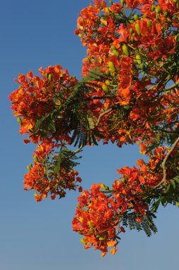 İsrail - delonix regia çiçekler