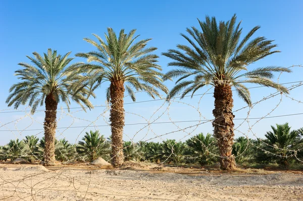 Plantering av dadelpalmer i arava öknen — Stockfoto