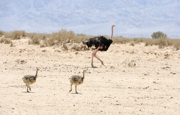 Afrikaanse struisvogel en struisvogel chick — Stockfoto
