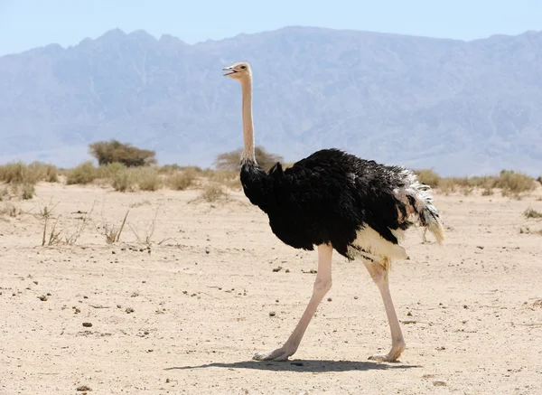 Африканського страуса — стокове фото