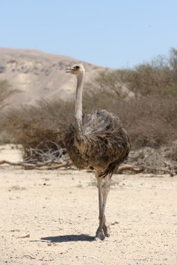 Afrika devekuşu