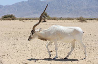 antilop addax