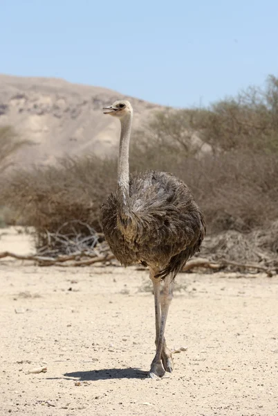Afrikaanse struisvogel — Stockfoto