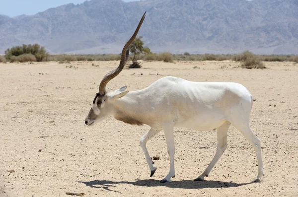 Antelope Addax — Stock Photo, Image