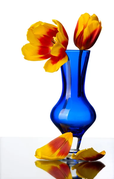 Kwiaty tulipan w niebieskie szkło wazon, na białym tle. — Zdjęcie stockowe