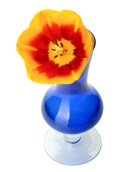 Fleurs de tulipes dans un vase en verre bleu, isolées . — Photo