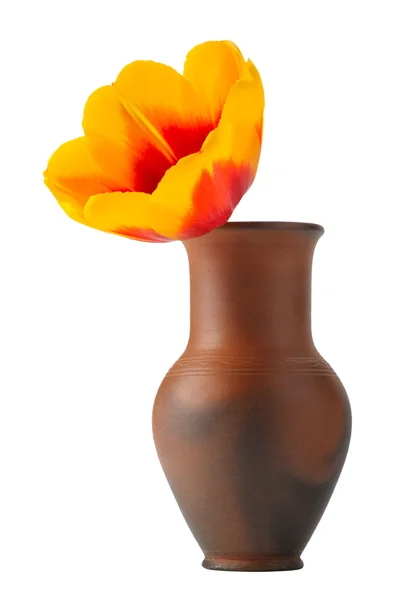 Flor de tulipa em um pote de barro vermelho, isolado . — Fotografia de Stock
