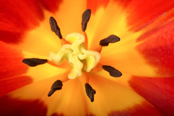 Tulpe in Großaufnahme — Stockfoto