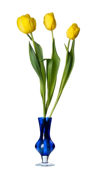 Tulip flowers in a blue glass vase, isolated. — Stock Photo, Image