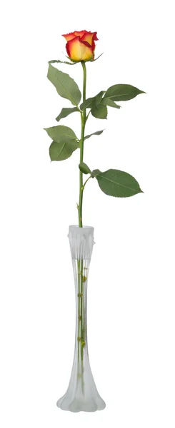 Rosa rossa in vaso, isolata — Foto Stock