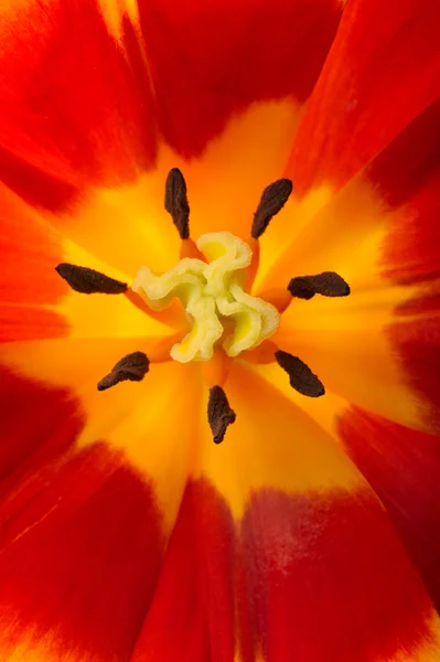 Tulipa close-up — Fotografia de Stock