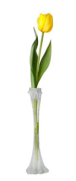 Kwiaty tulipanów w wazonie, na białym tle — Zdjęcie stockowe