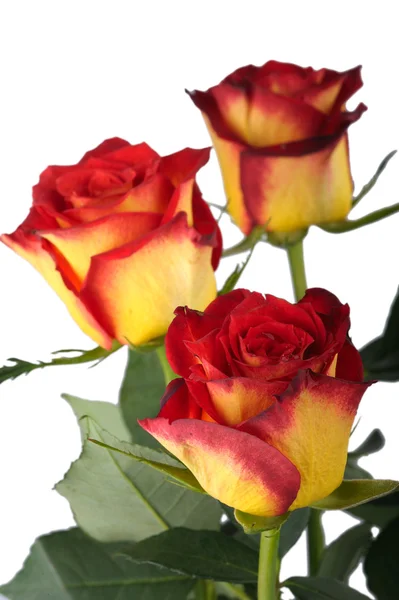 Красные розы, изолированные — стоковое фото