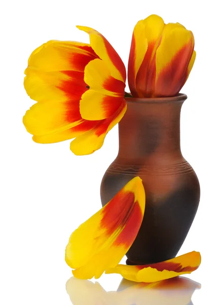Fiore di tulipano in un vaso di argilla rossa, isolato . — Foto Stock